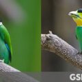 Google Introduces Improved Jpeg Image Encoder With Enhanced Quality And